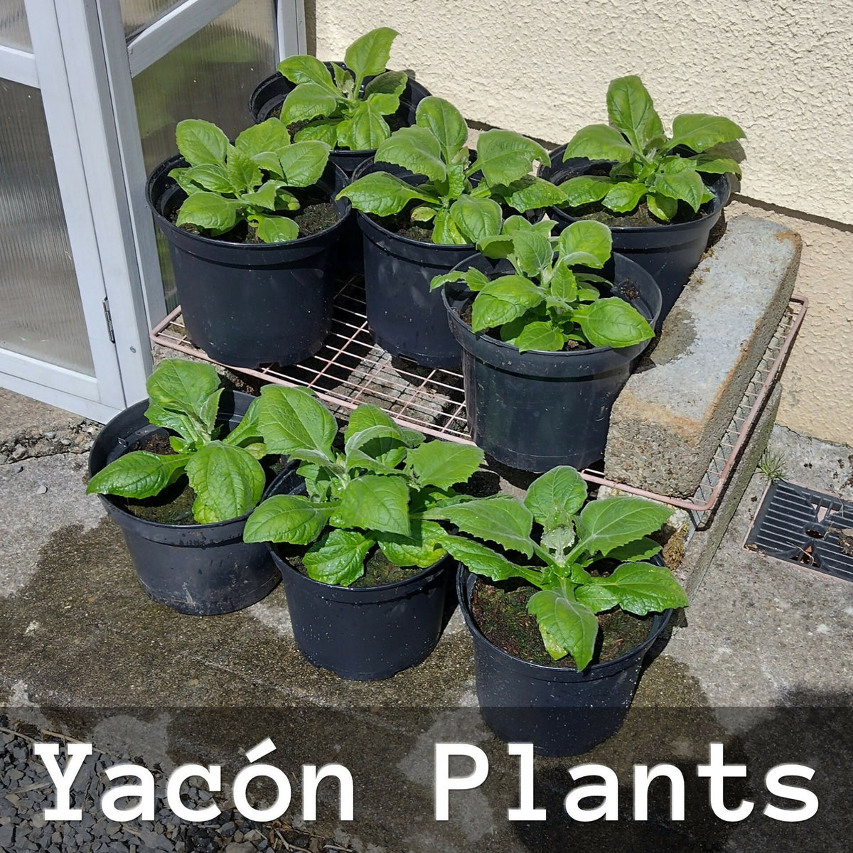 Yacon rhizomes (growing part) x 3