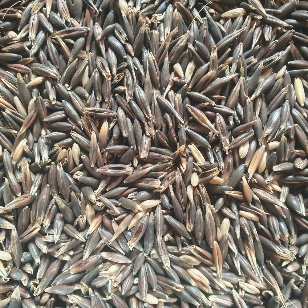 Black Oats &#39;Bountiful&#39;