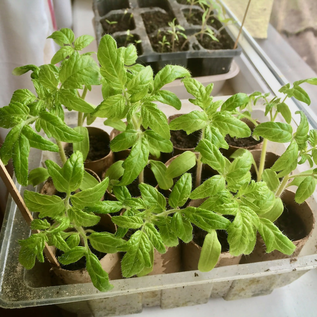 'Amber' Bush Tomato