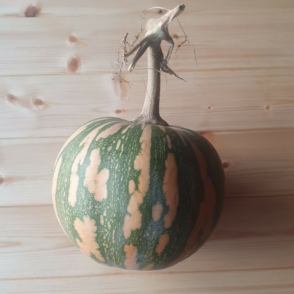 Squash 'Asterix'