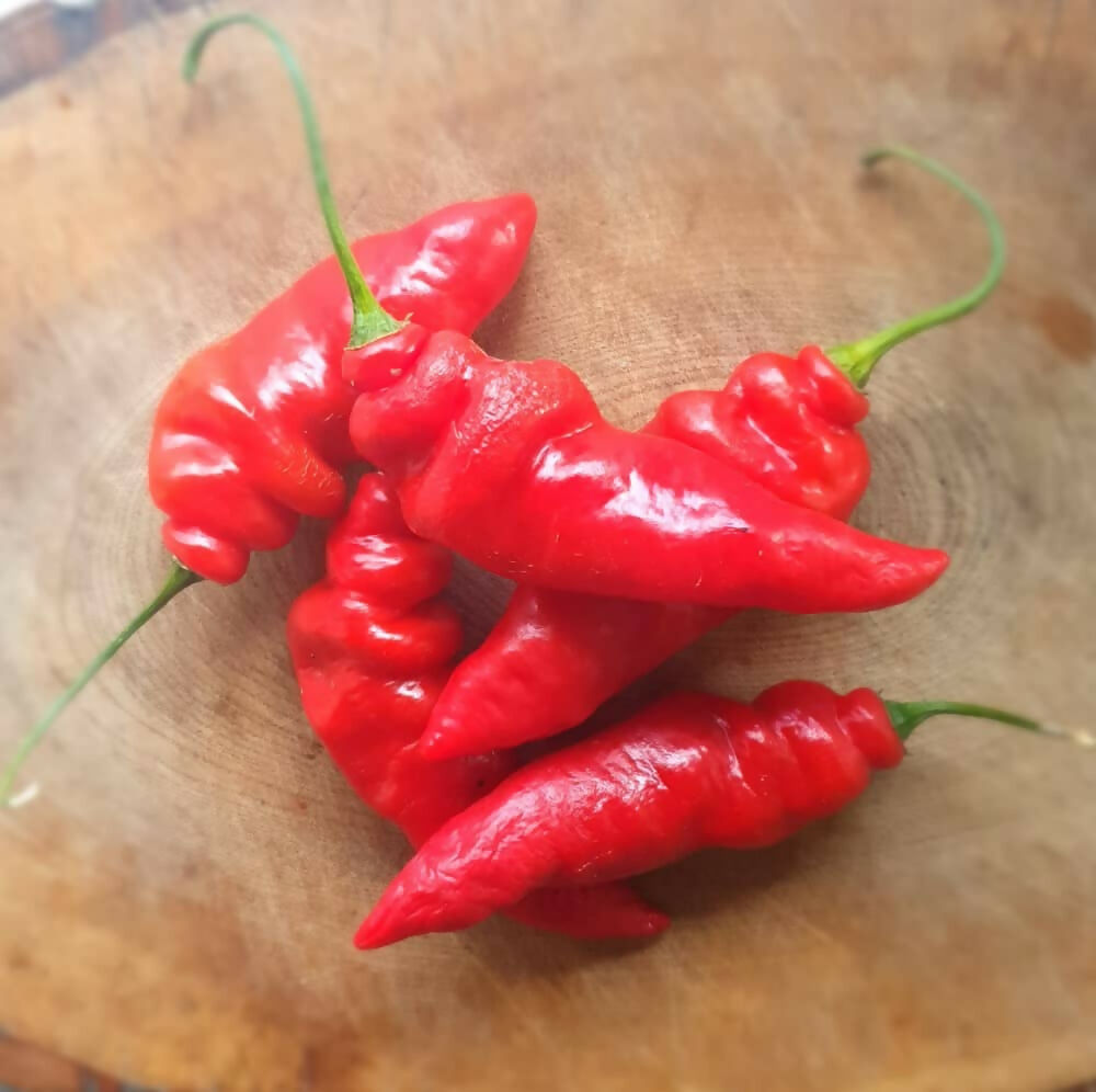 aji-largo-bolivian-hairy-chilli