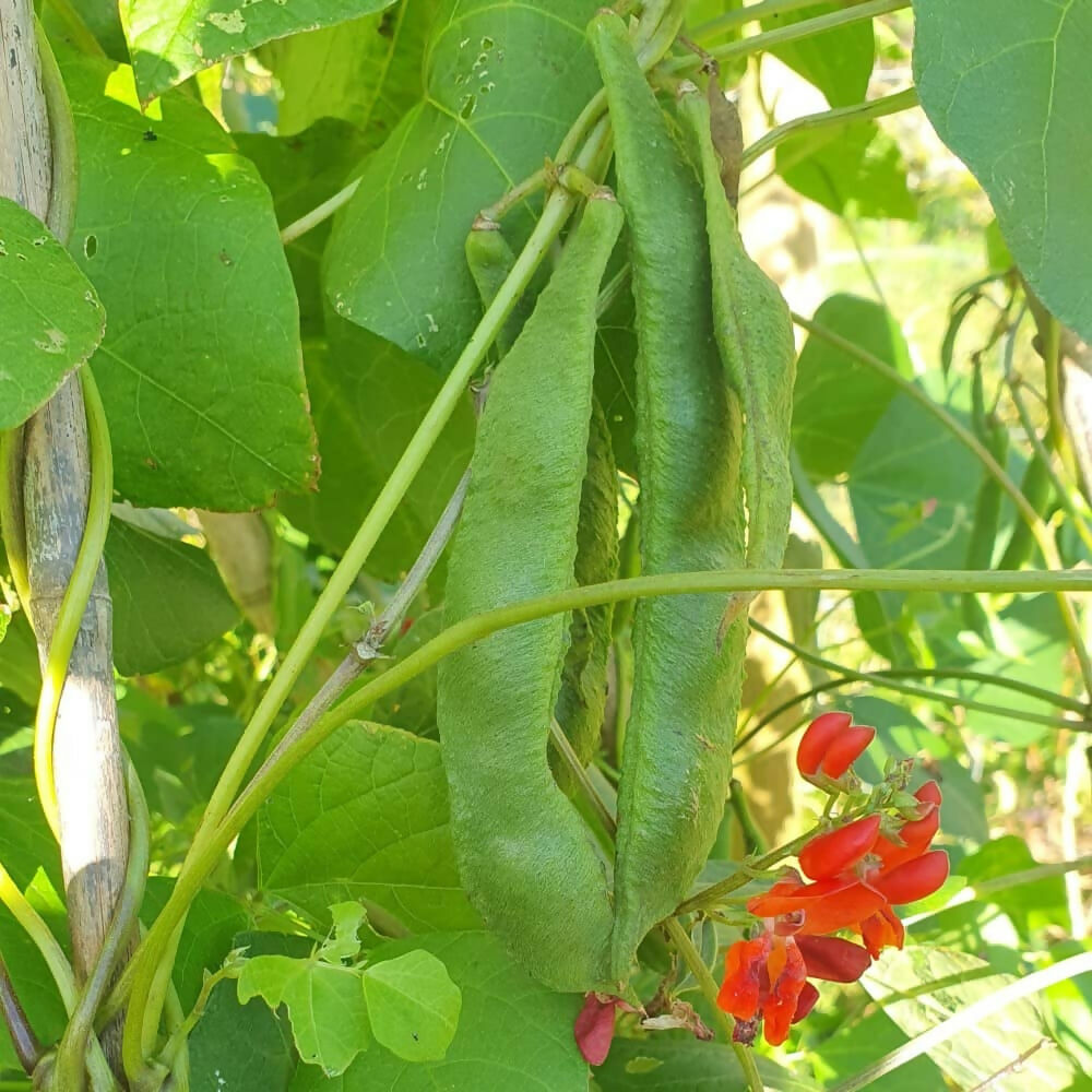 runner-bean-muesboni-variety-seed