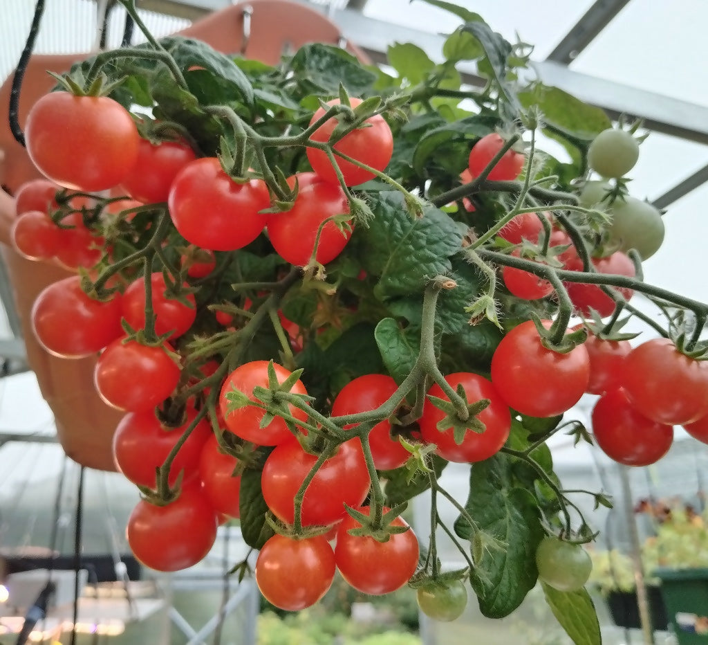 Tumbling Tom Cherry Tomato