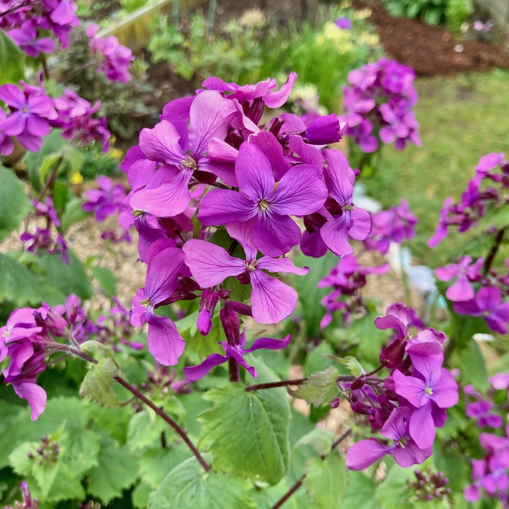 Honesty Flower