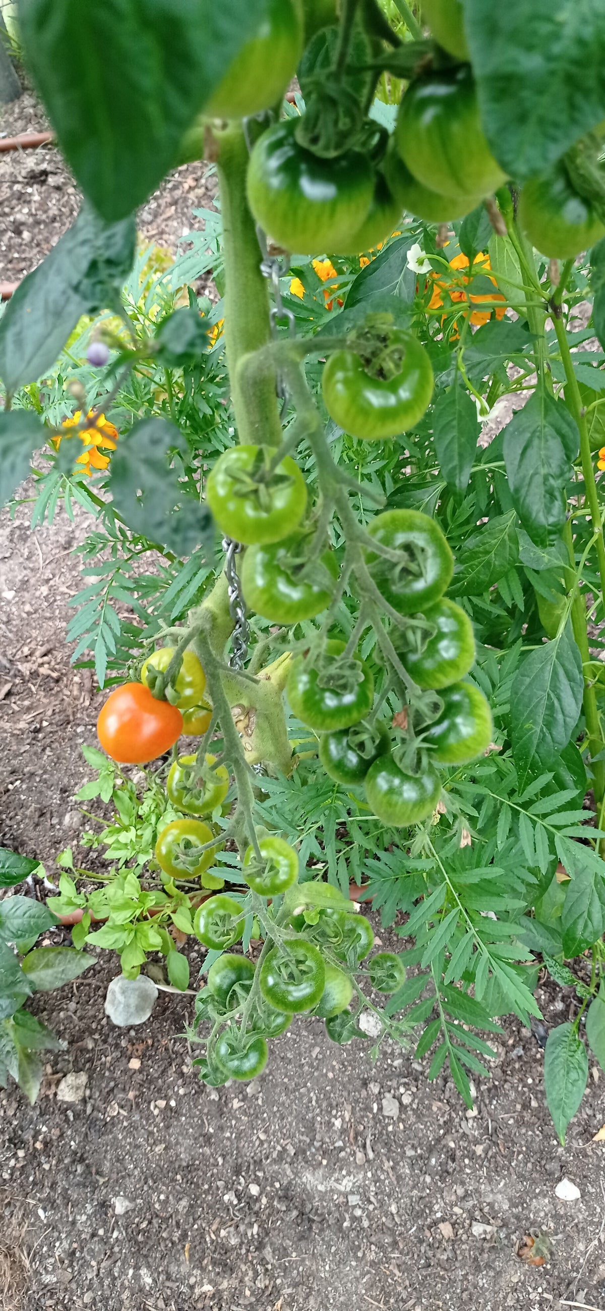 Ruthje Cocktail Tomato