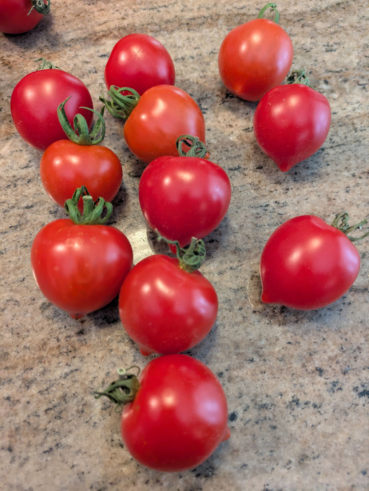 Ruthje Cocktail Tomato