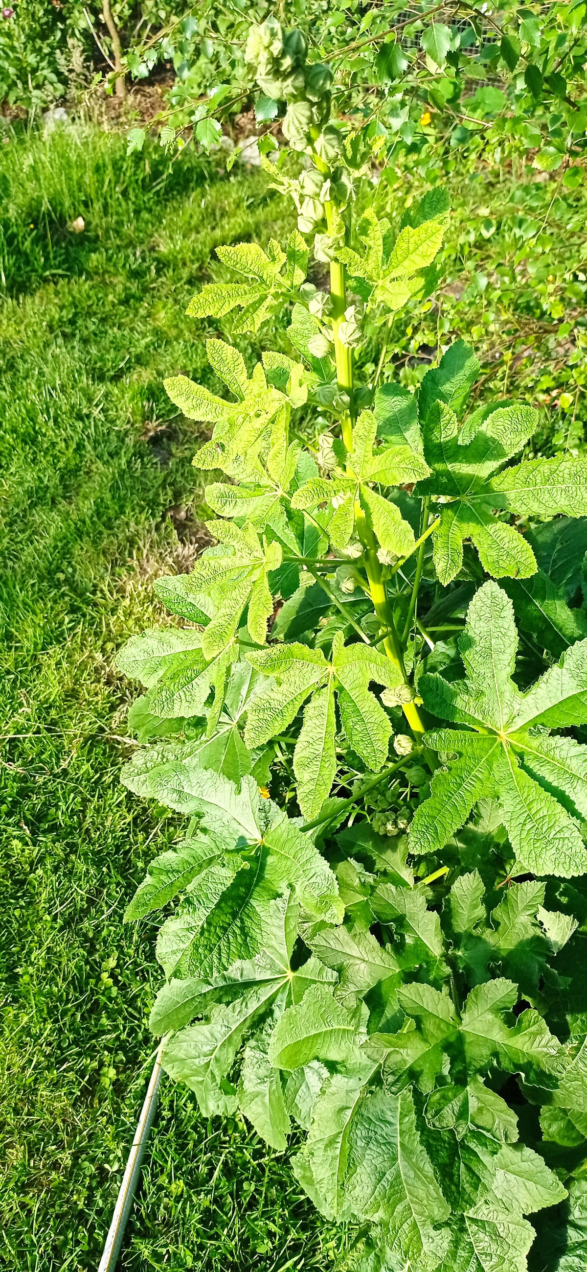 Hollyhock -Alcea rosea- yellow and white