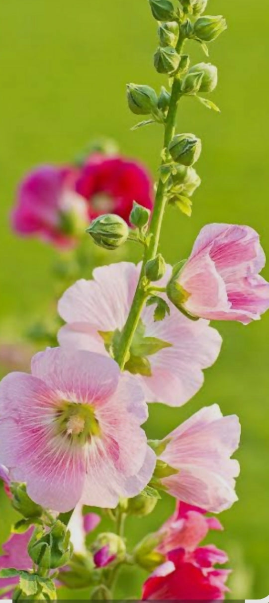 Hollyhocks Alcea rosea