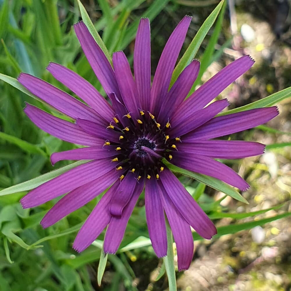 salsify-seed-ireland