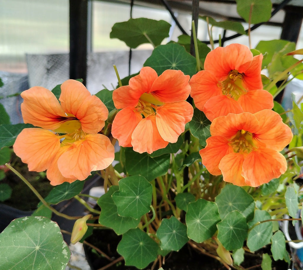 Nasturtium