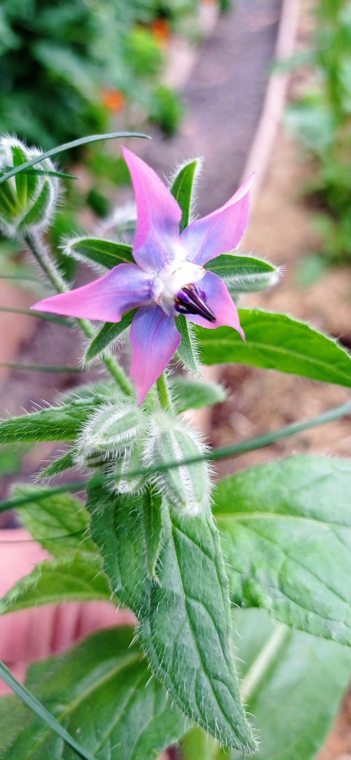 Borage