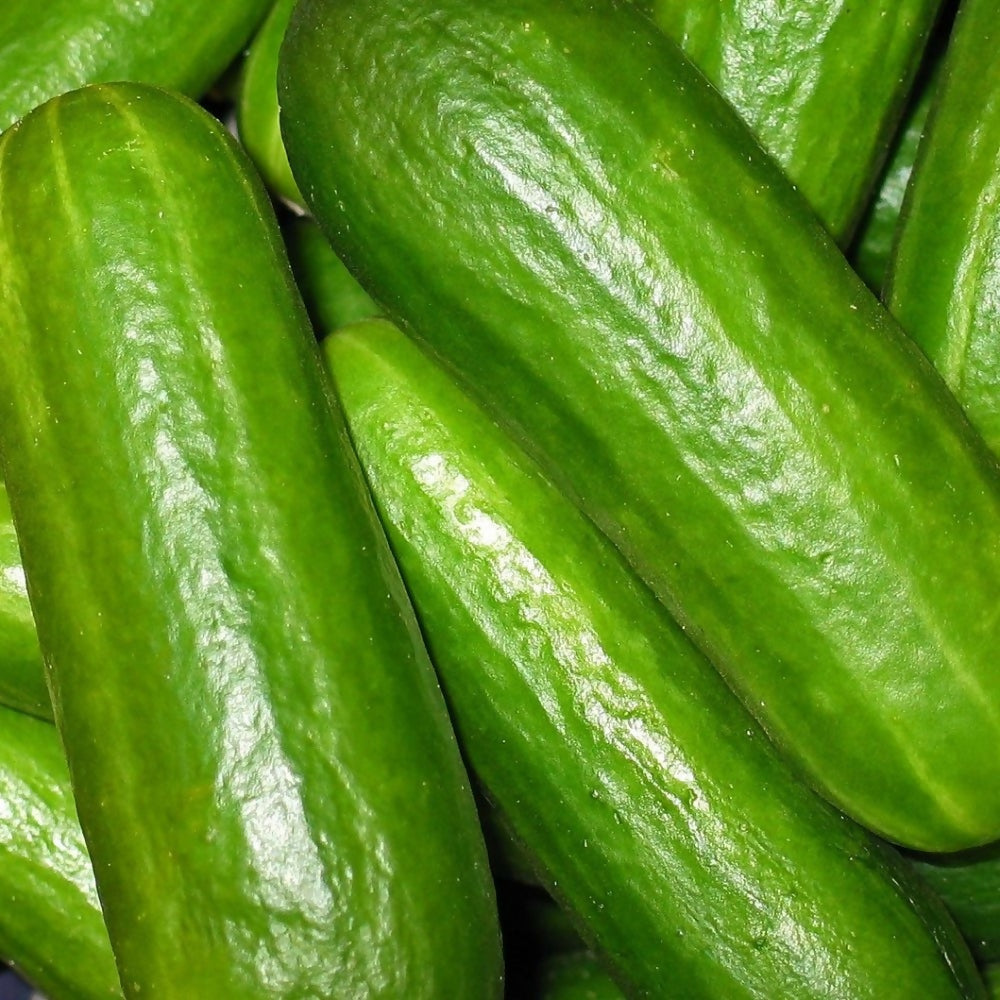Cucumber 'Persika'