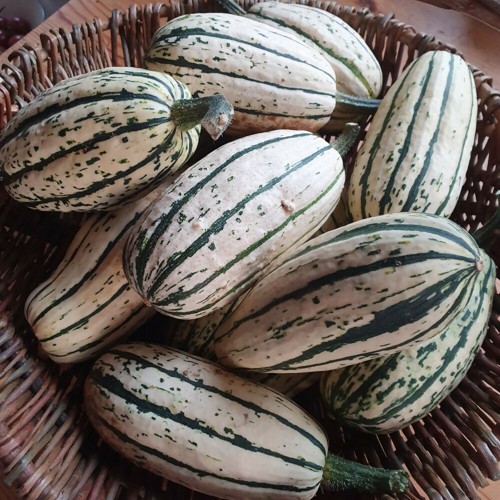 Squash 'Delicata'