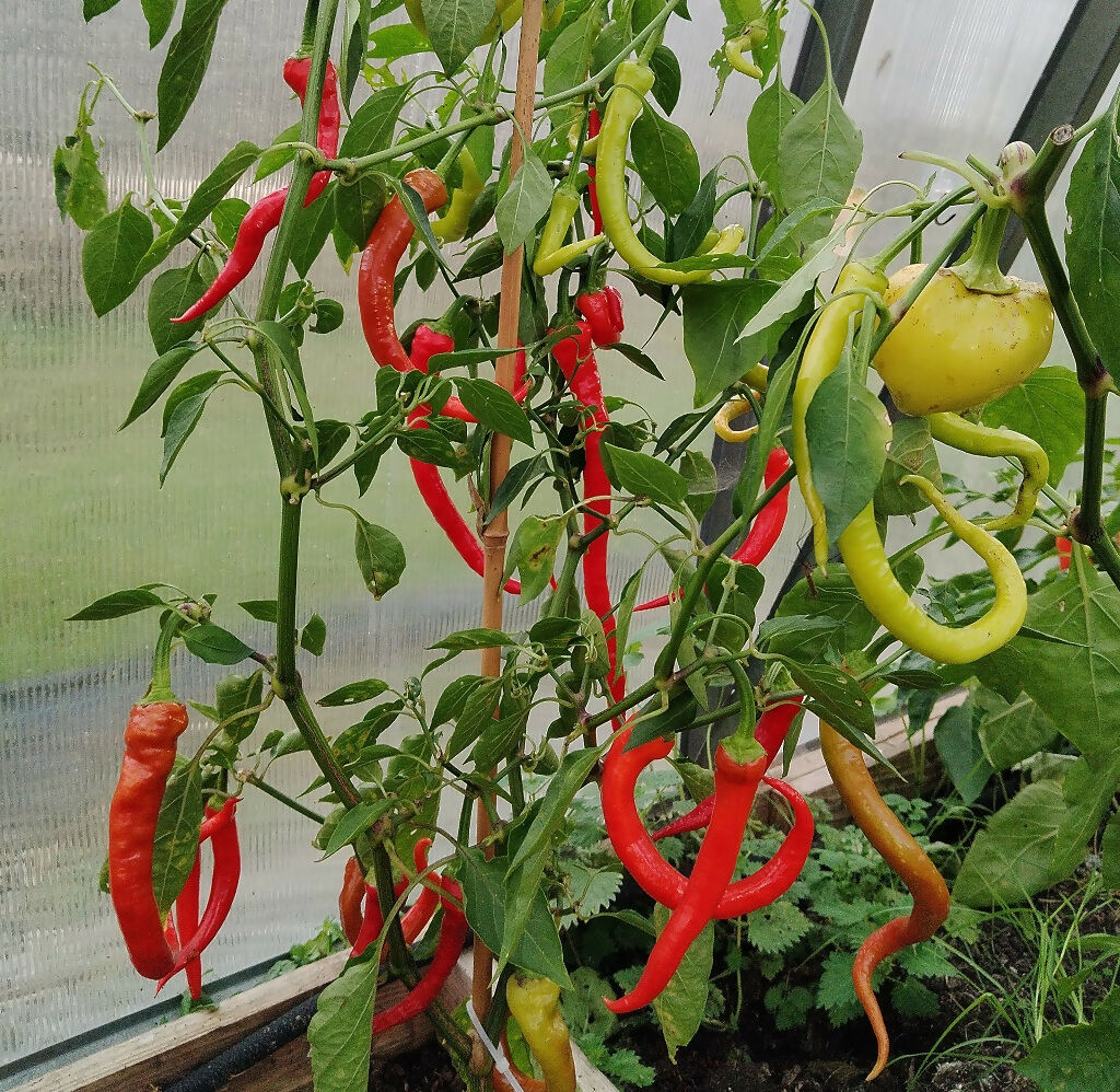 Siralis sweet (NOT CHILLI!) pepper