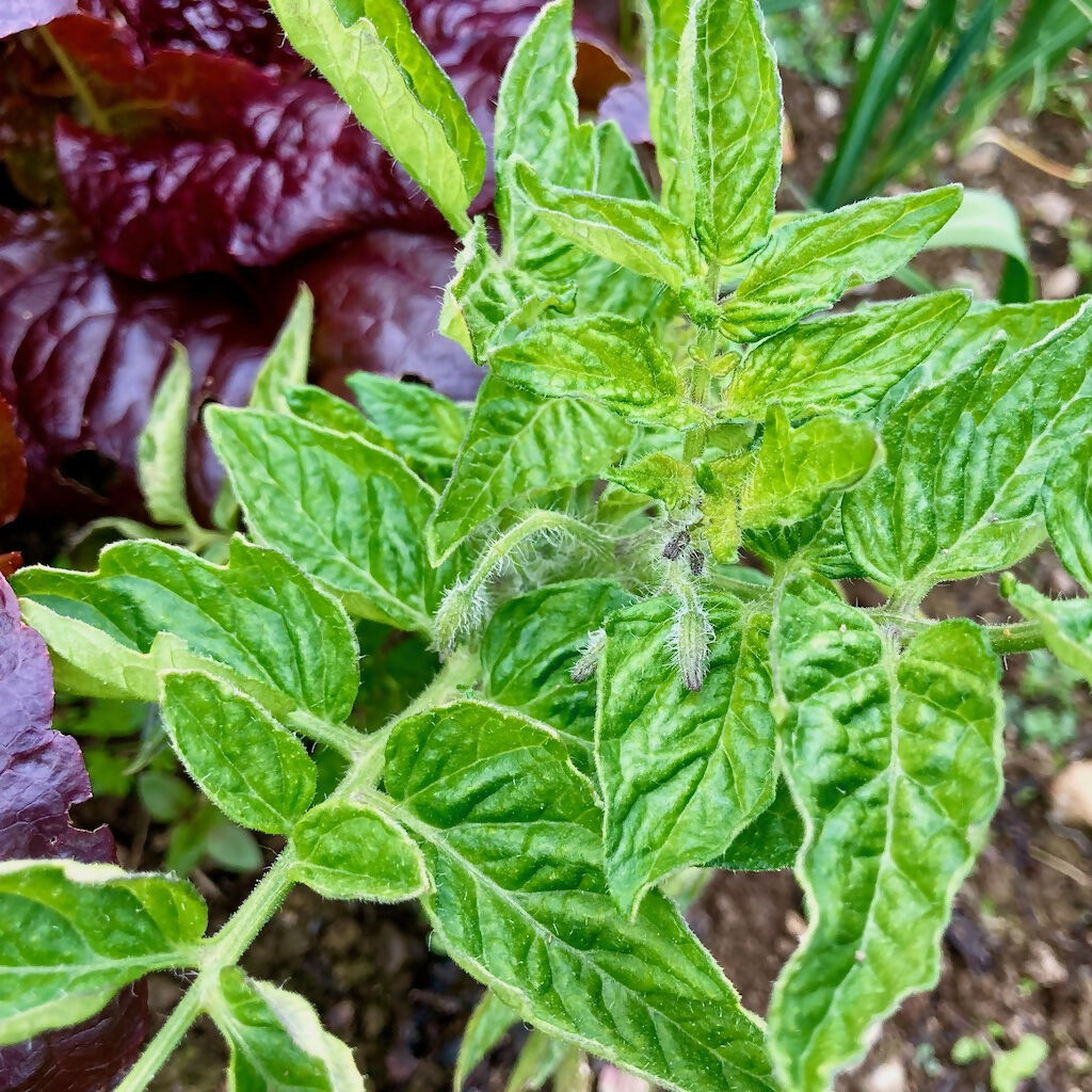 'Amber' Bush Tomato