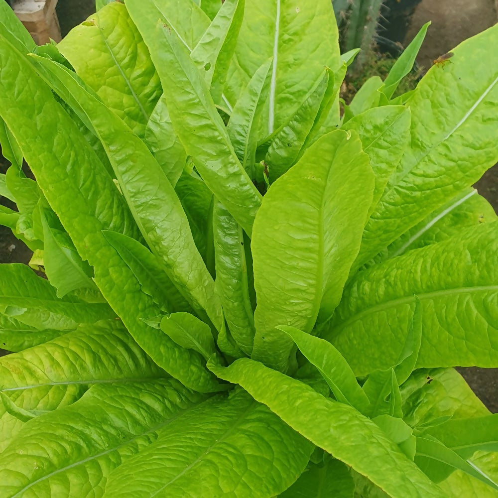 lettuce-strela-green-seed