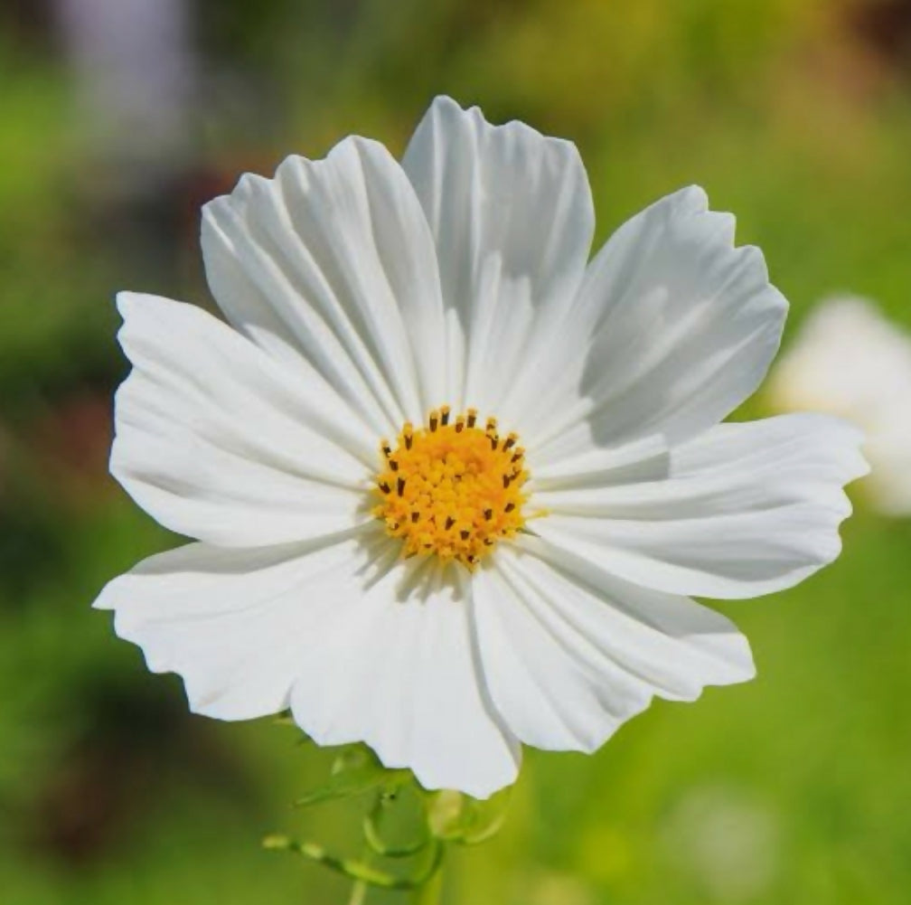 Cosmos Tetra Versailles White