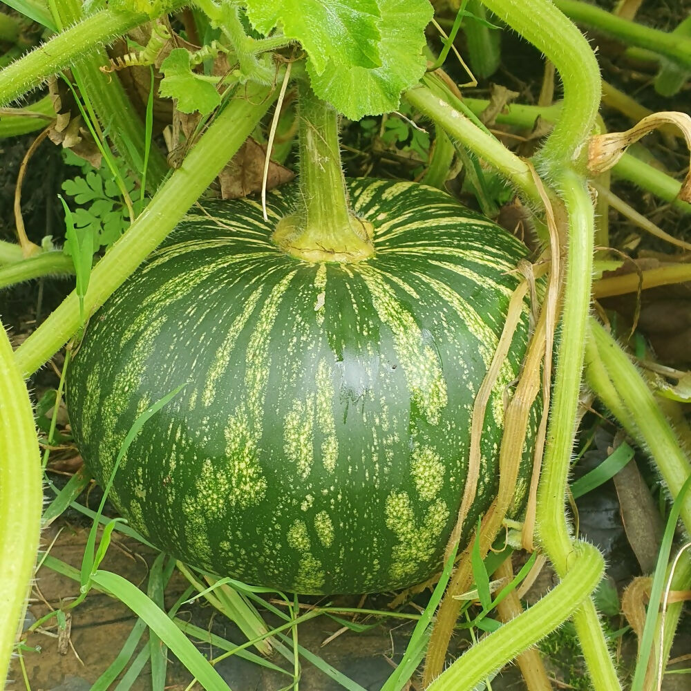 Squash 'Asterix'