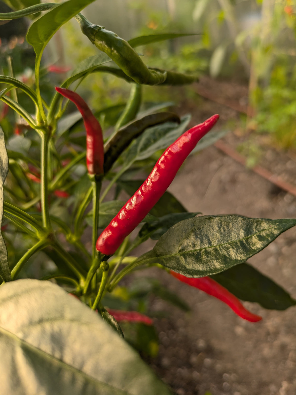 Red Gunda Chilli