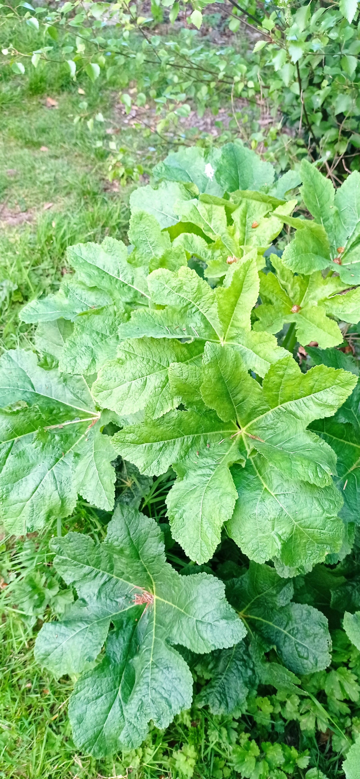 Hollyhock -Alcea rosea- yellow and white