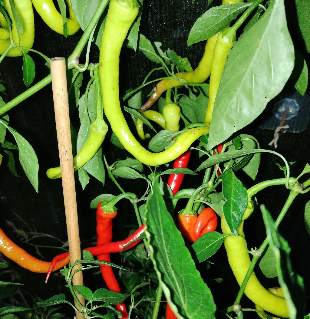 Siralis sweet (NOT CHILLI!) pepper