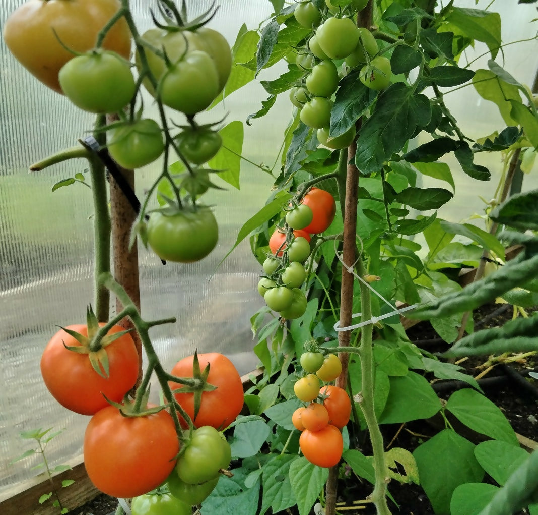 Zlatava Orange Tomato