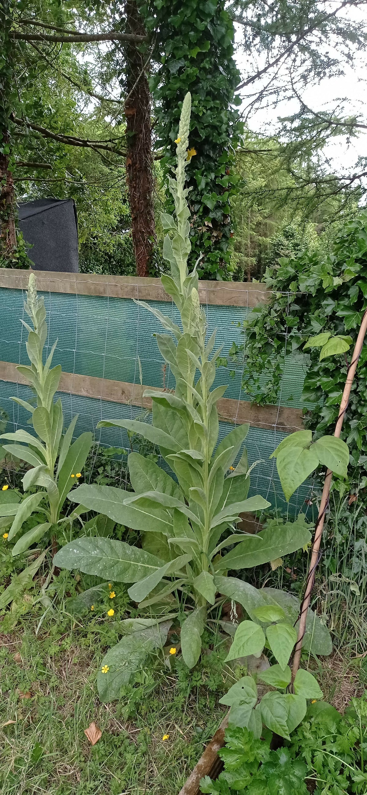 Great Mullein -Verbascum thapsus-