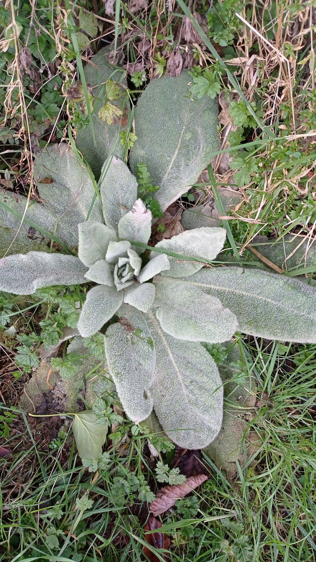 Great Mullein -Verbascum thapsus-