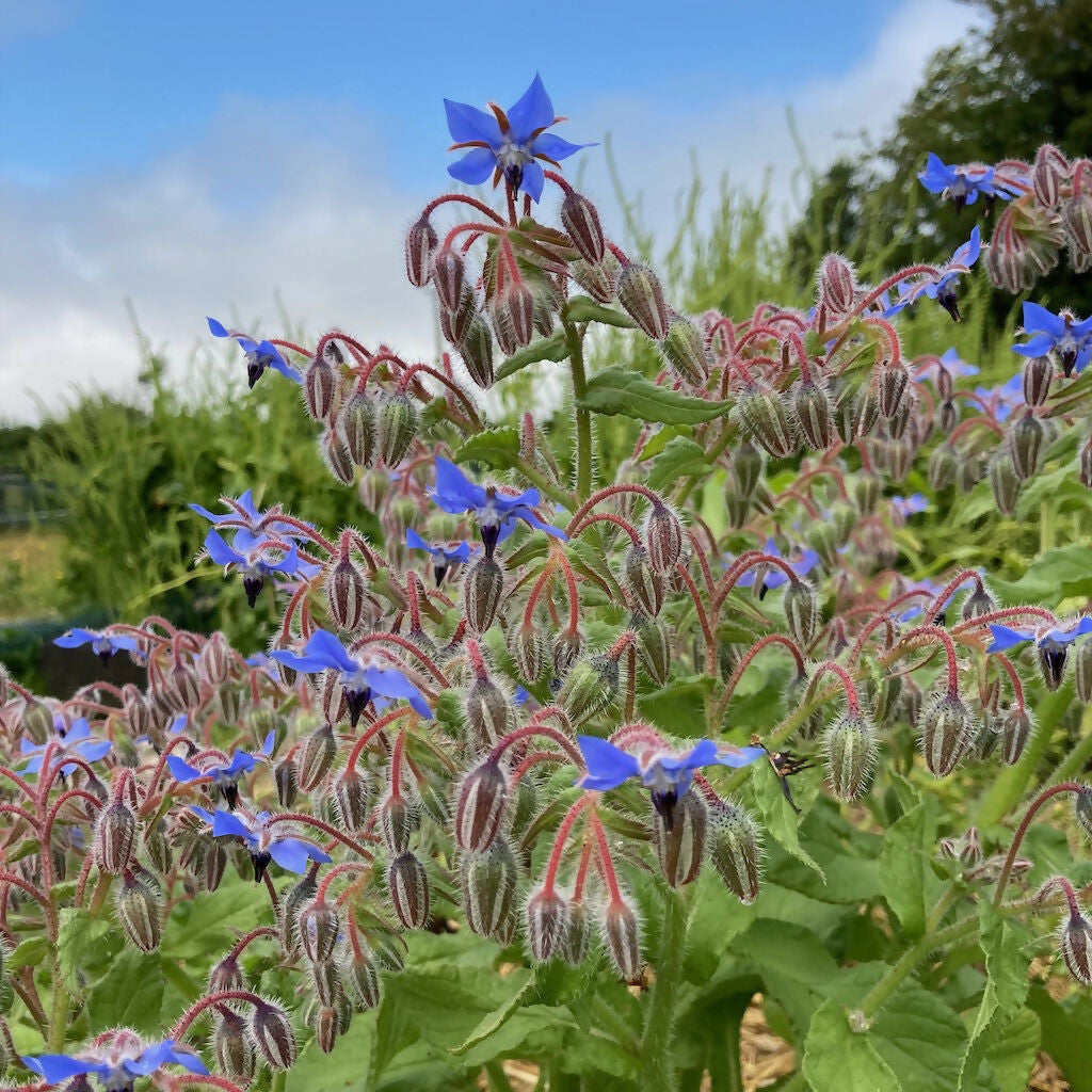 Borage (Annual)