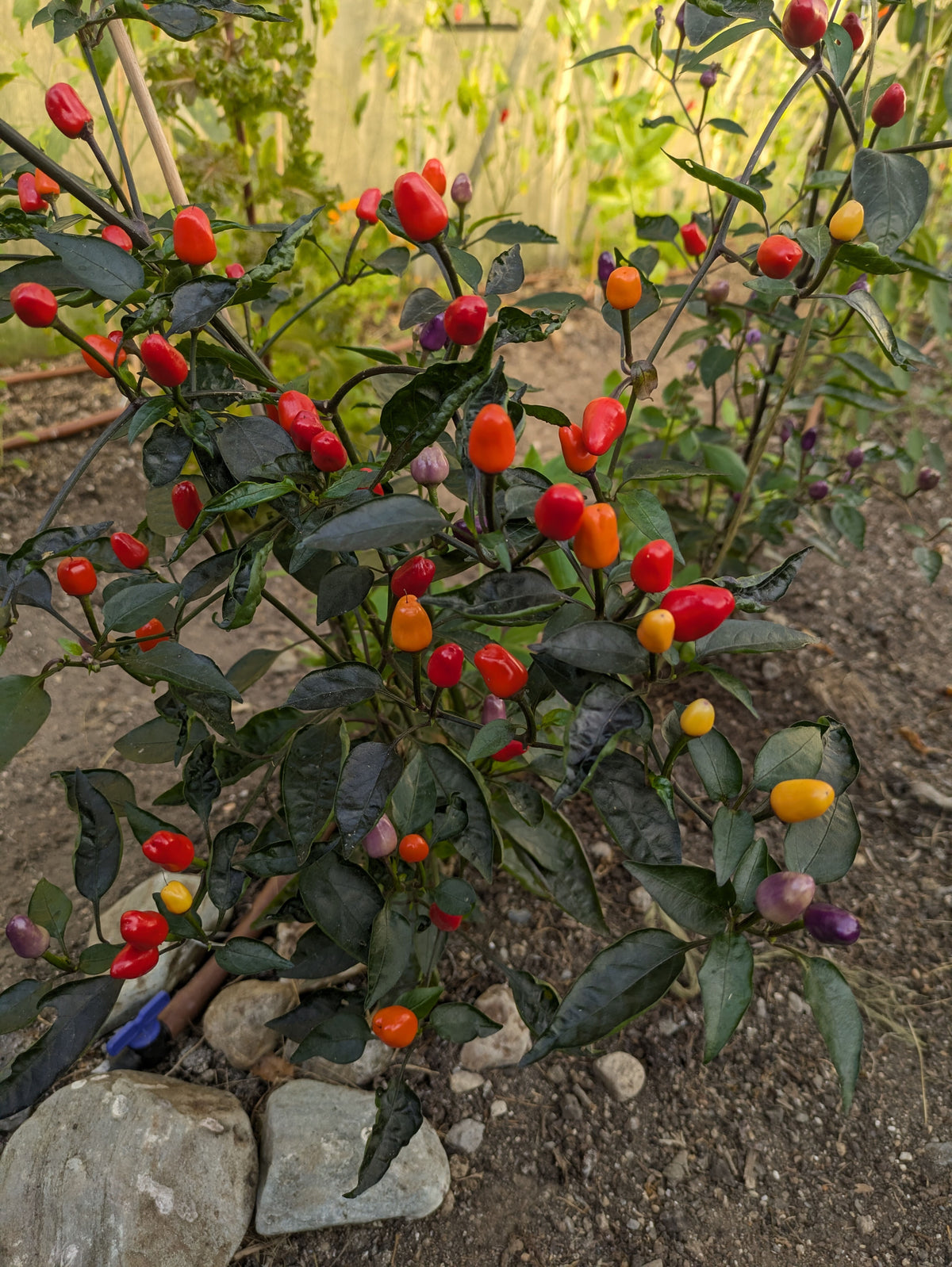 Lila Luzi Chilli