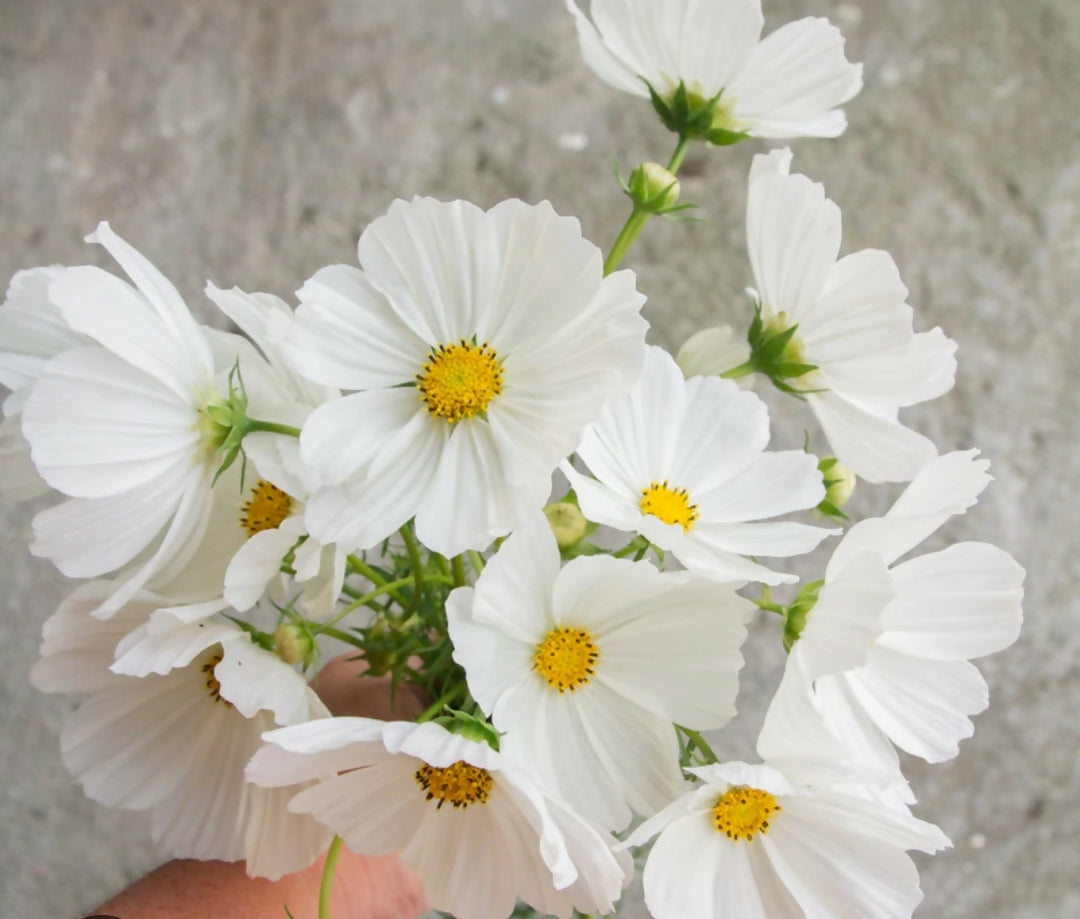 Cosmos Tetra Versailles White