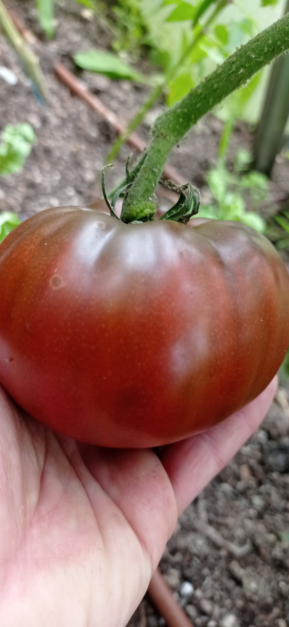 Tschernij Prinz Tomato