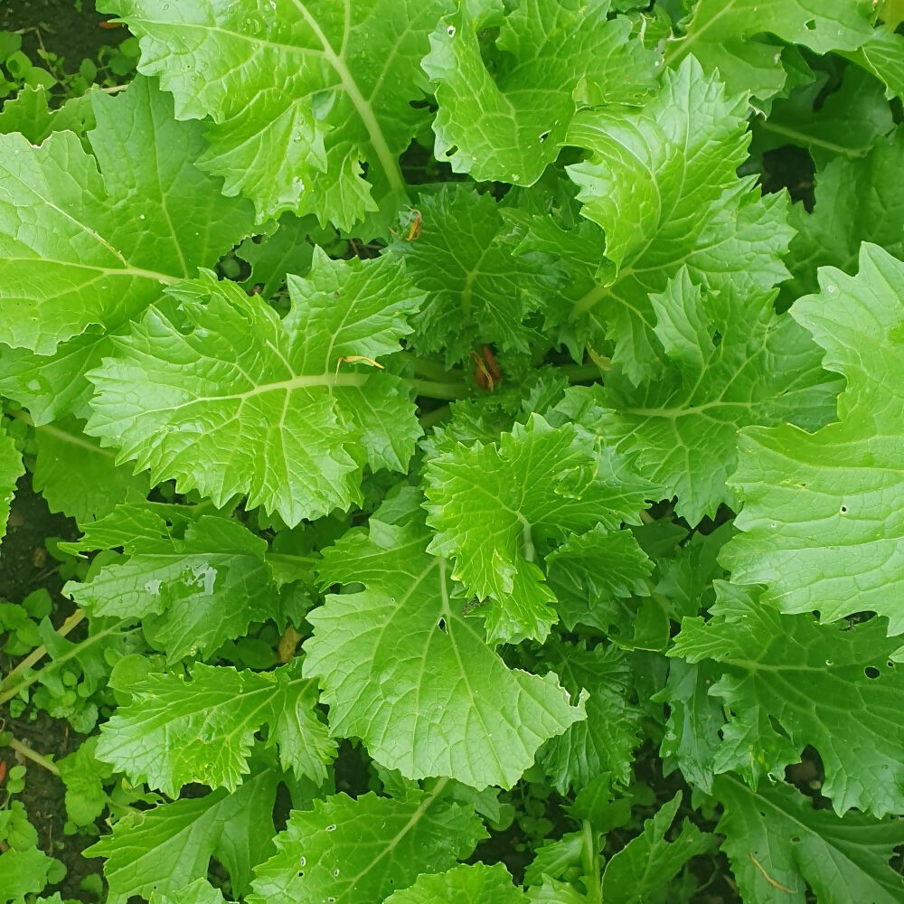 mizpoona-salad-seeds-ireland