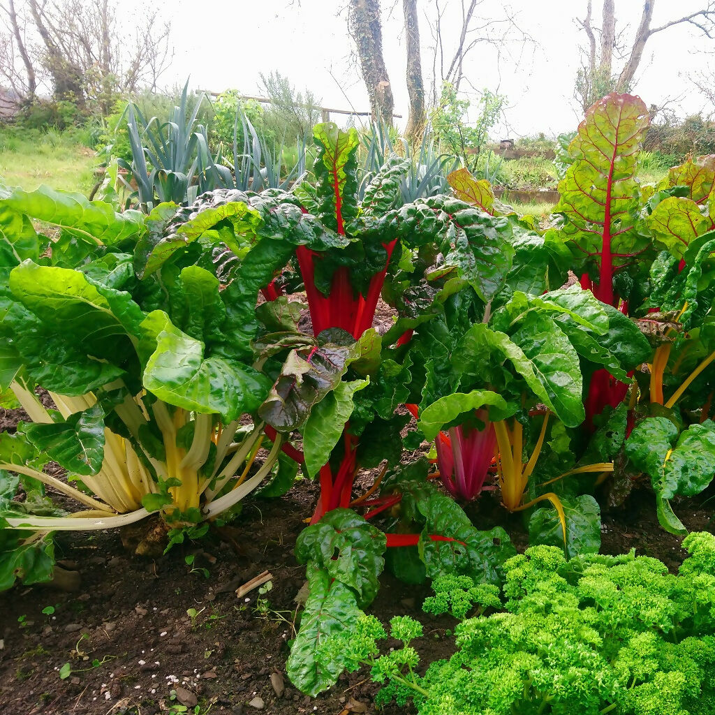 rainbow-chard-5-colours