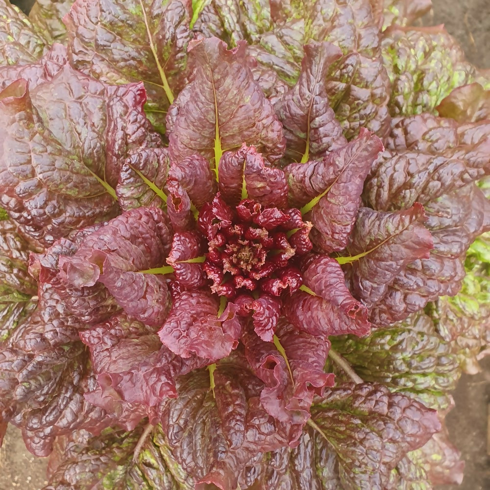 rosela-red-lettuce-seed-ireland