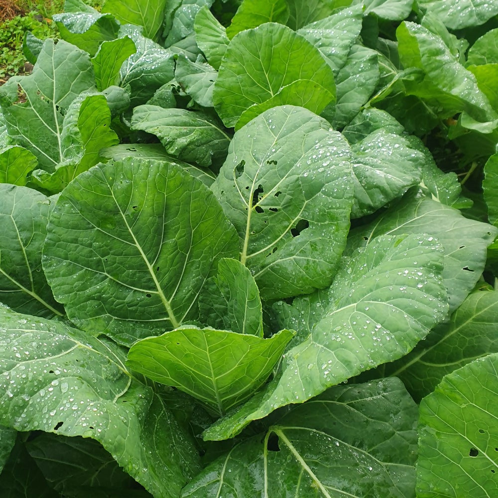 Collard Greens &#39;Champion&#39;