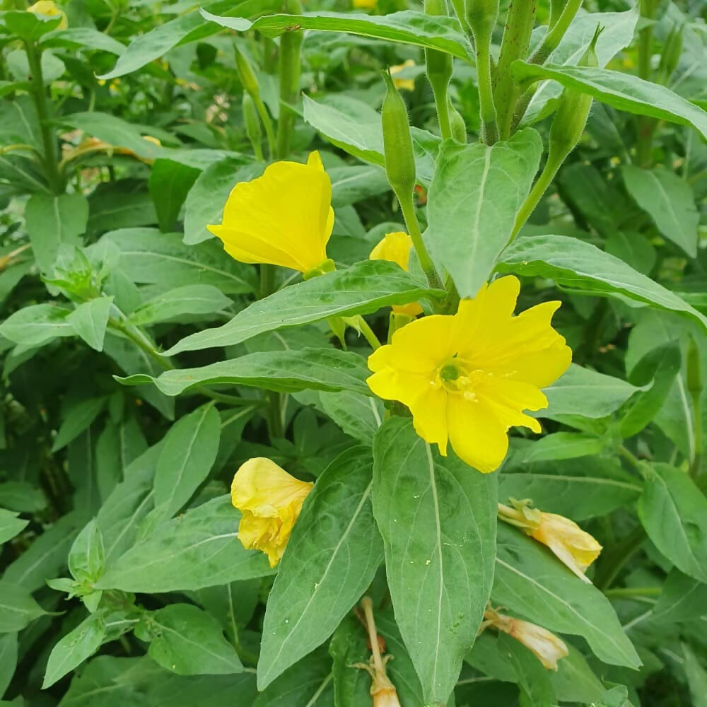 evening-primrose-seeds-ireland