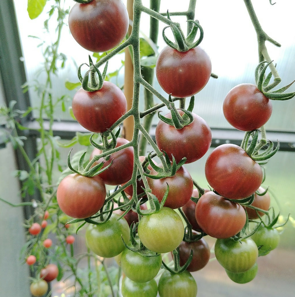 Chocolate Cherry Tomato