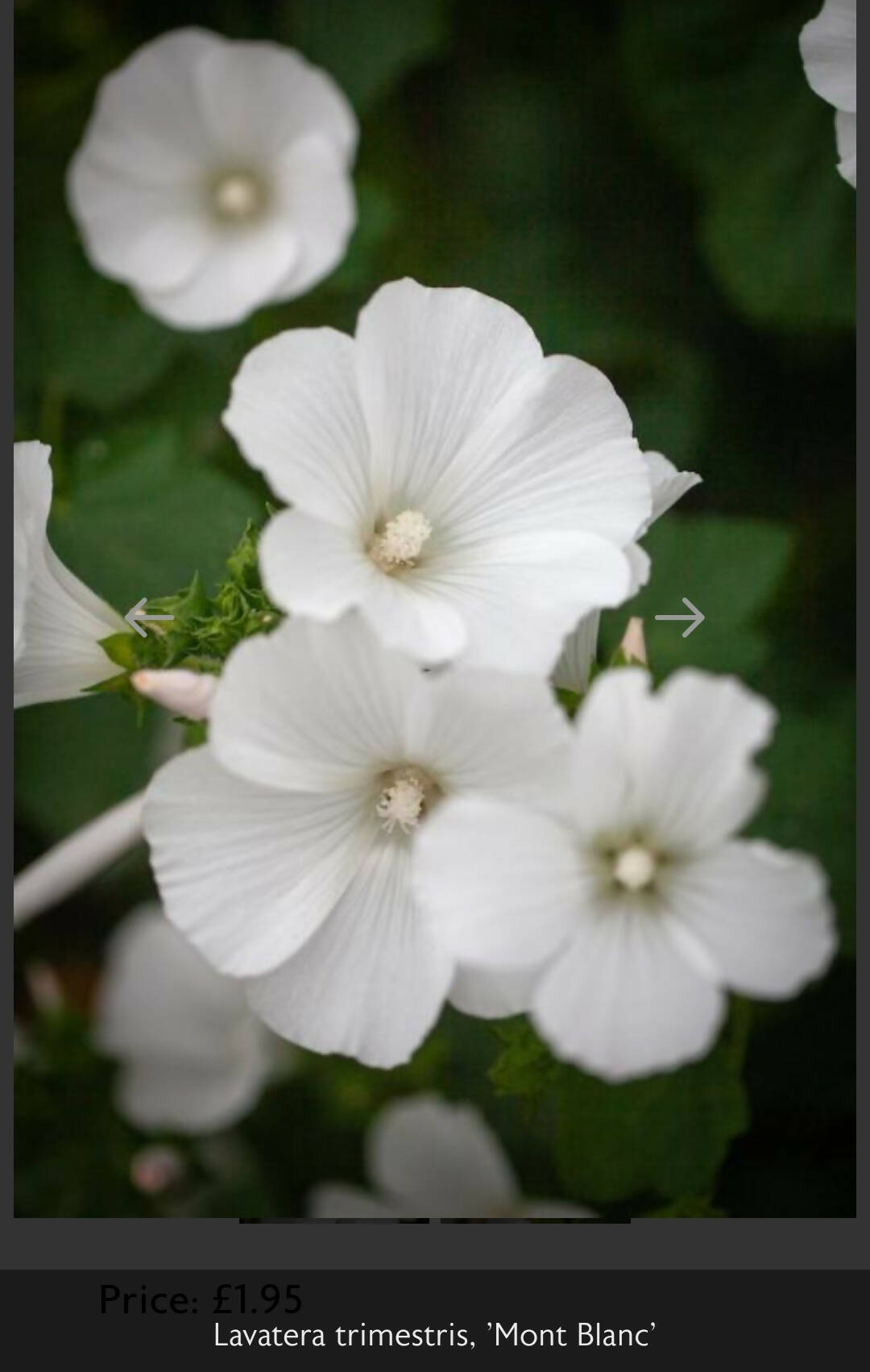 Lavatera Trimestris &#39;Mont blanc&#39;