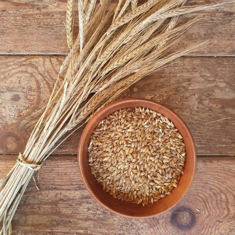 naked-barley-pirona-grain