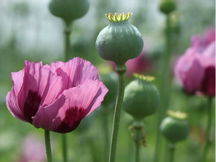 Opium Poppy Papaver Somniferun