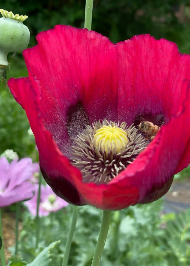 Opium Poppy Papaver Somniferun