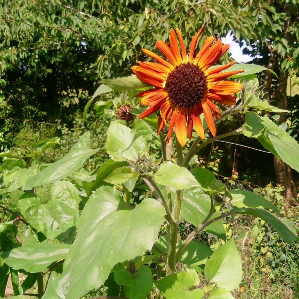 sunflower-velvet-queen-seed