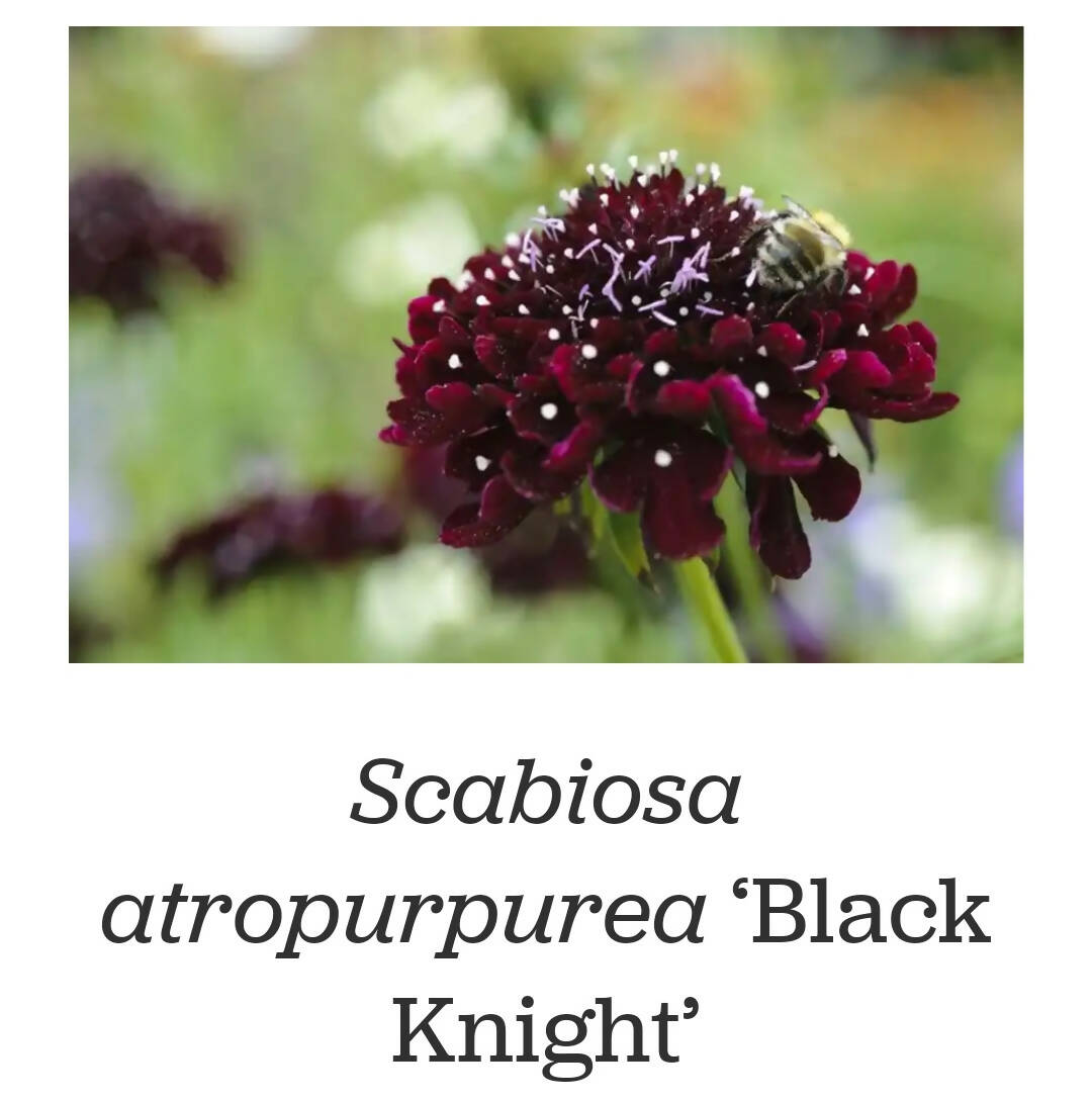 Scabious &#39;Black Knight&#39;