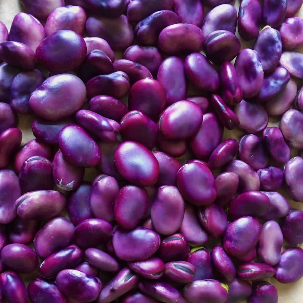Purple Broad Bean