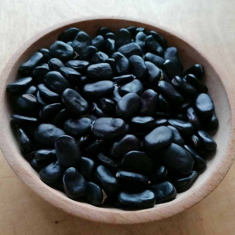 broad-bean-black-russian