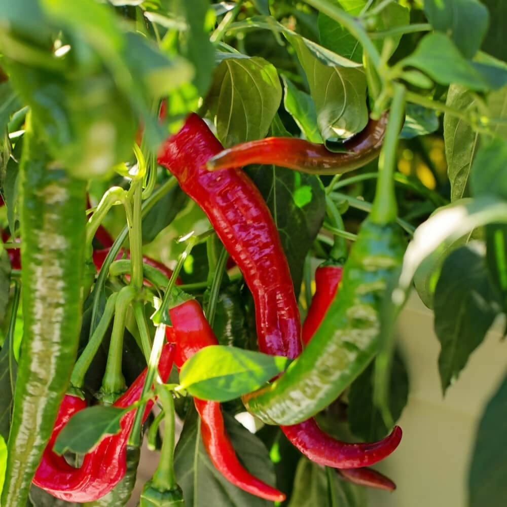 cayenne-chilies-ireland