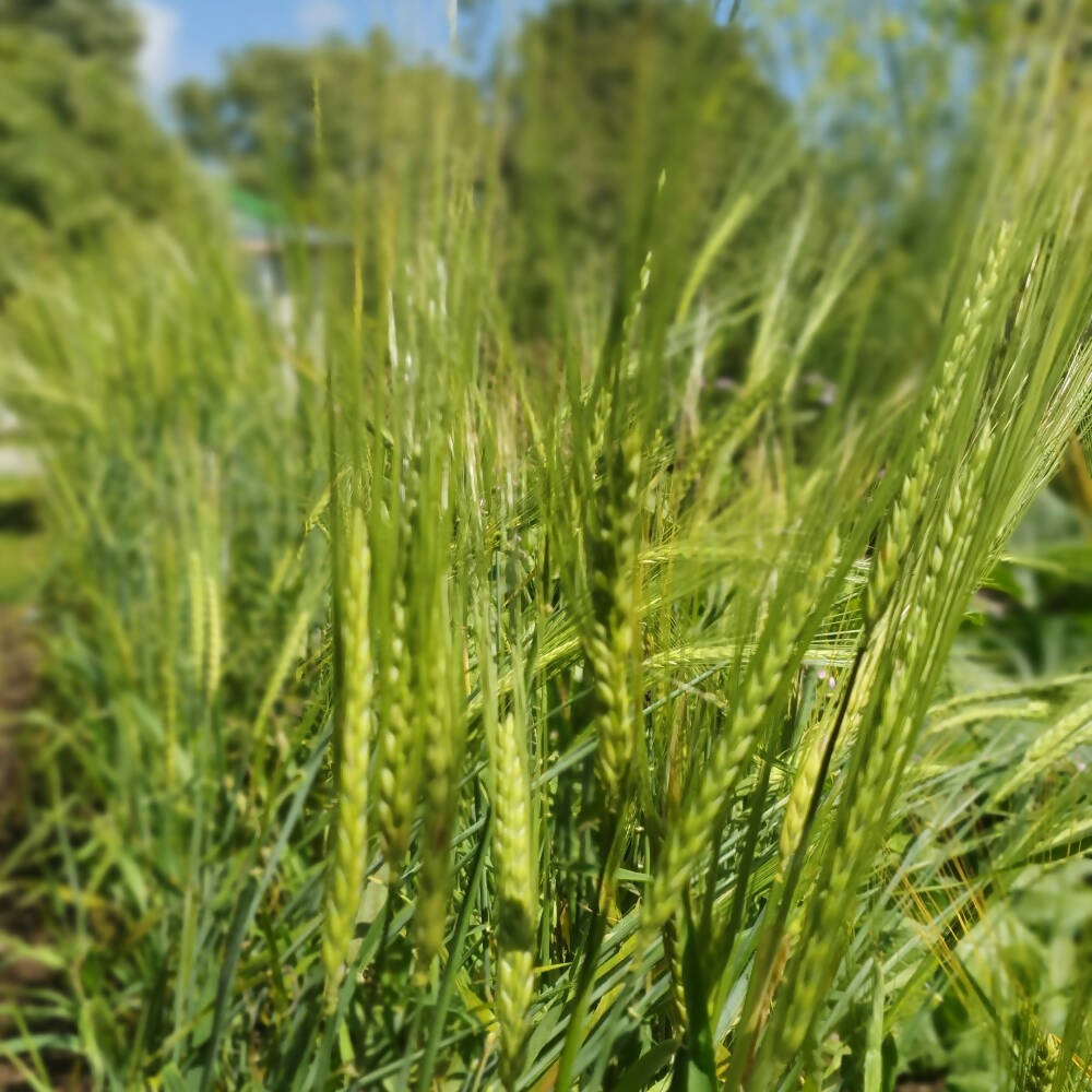 pirona-hulless-barley-seed
