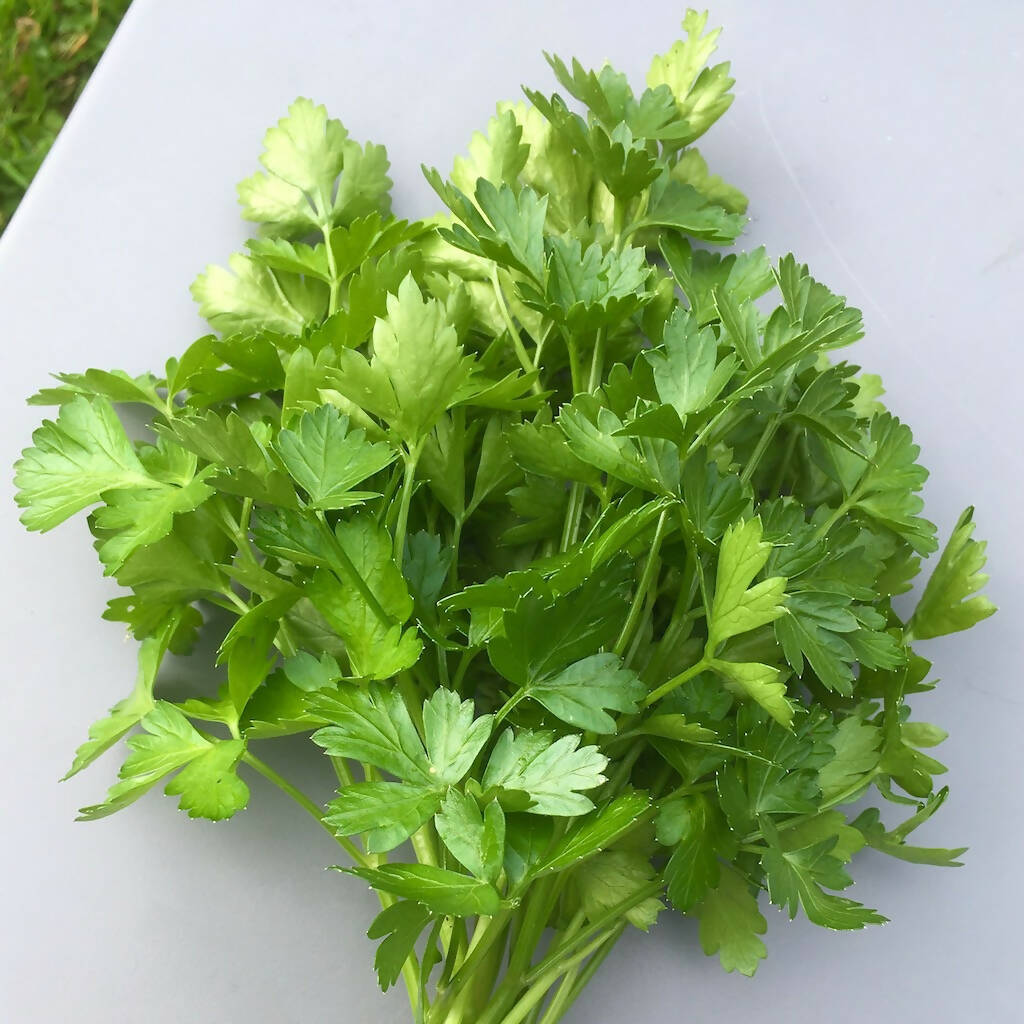 French Flat Leaves Parsley