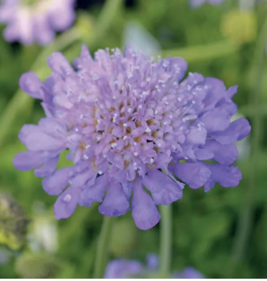 Scabious &#39;Butterfly Blue&#39;